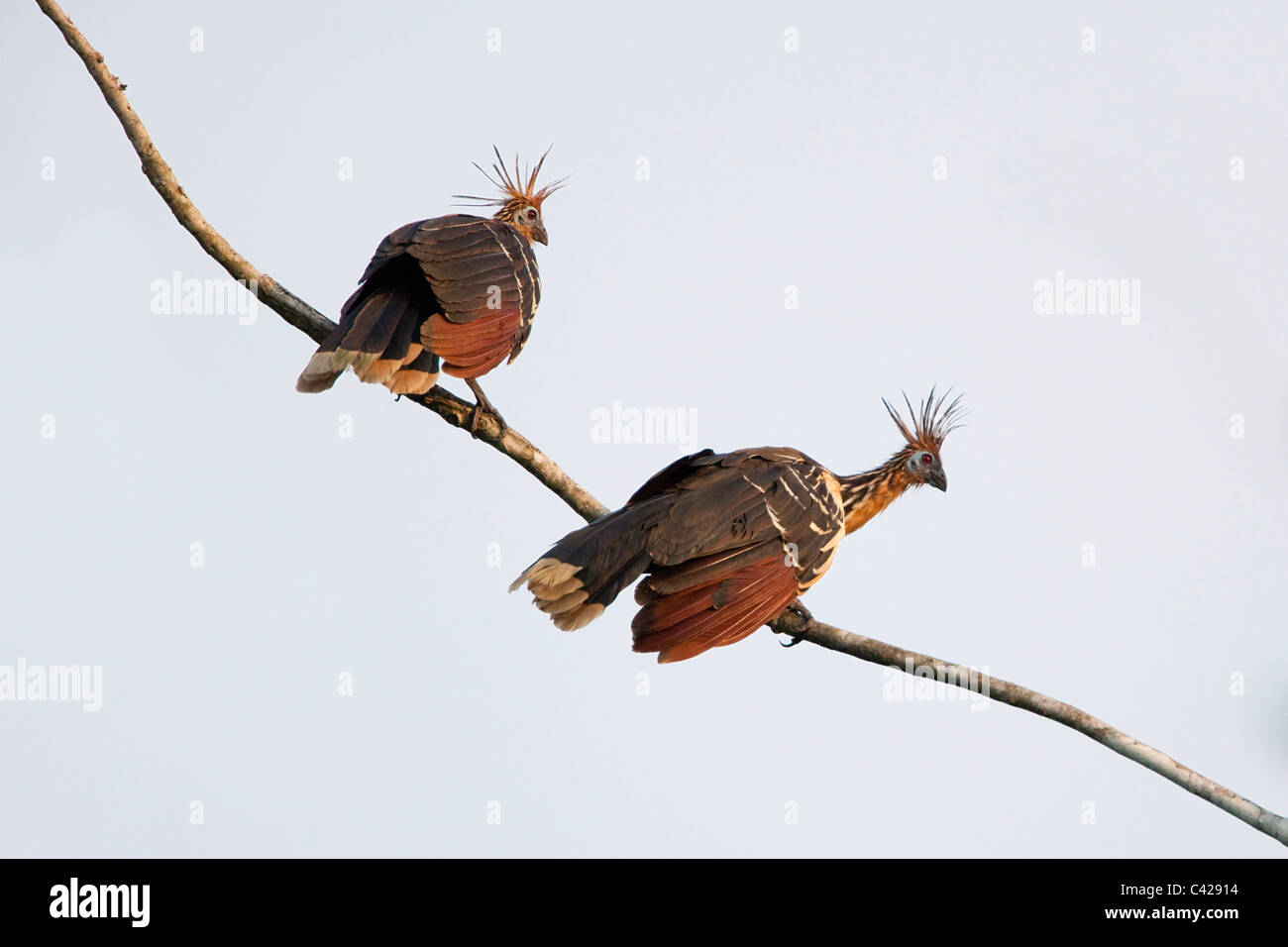 Ave nacional del peru fotografías e imágenes de alta resolución Alamy