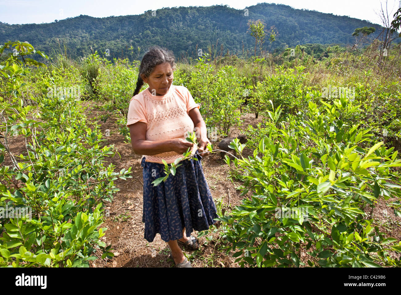 Perú, la Atalaya, la plantación de coca. Mujer recogiendo hojas