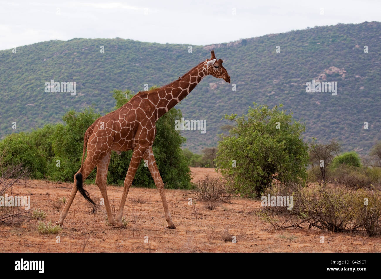 Jirafa reticulada (Giraffa camelopardalis reticulata), Parque Nacional de Samburu, en Kenya. Foto de stock
