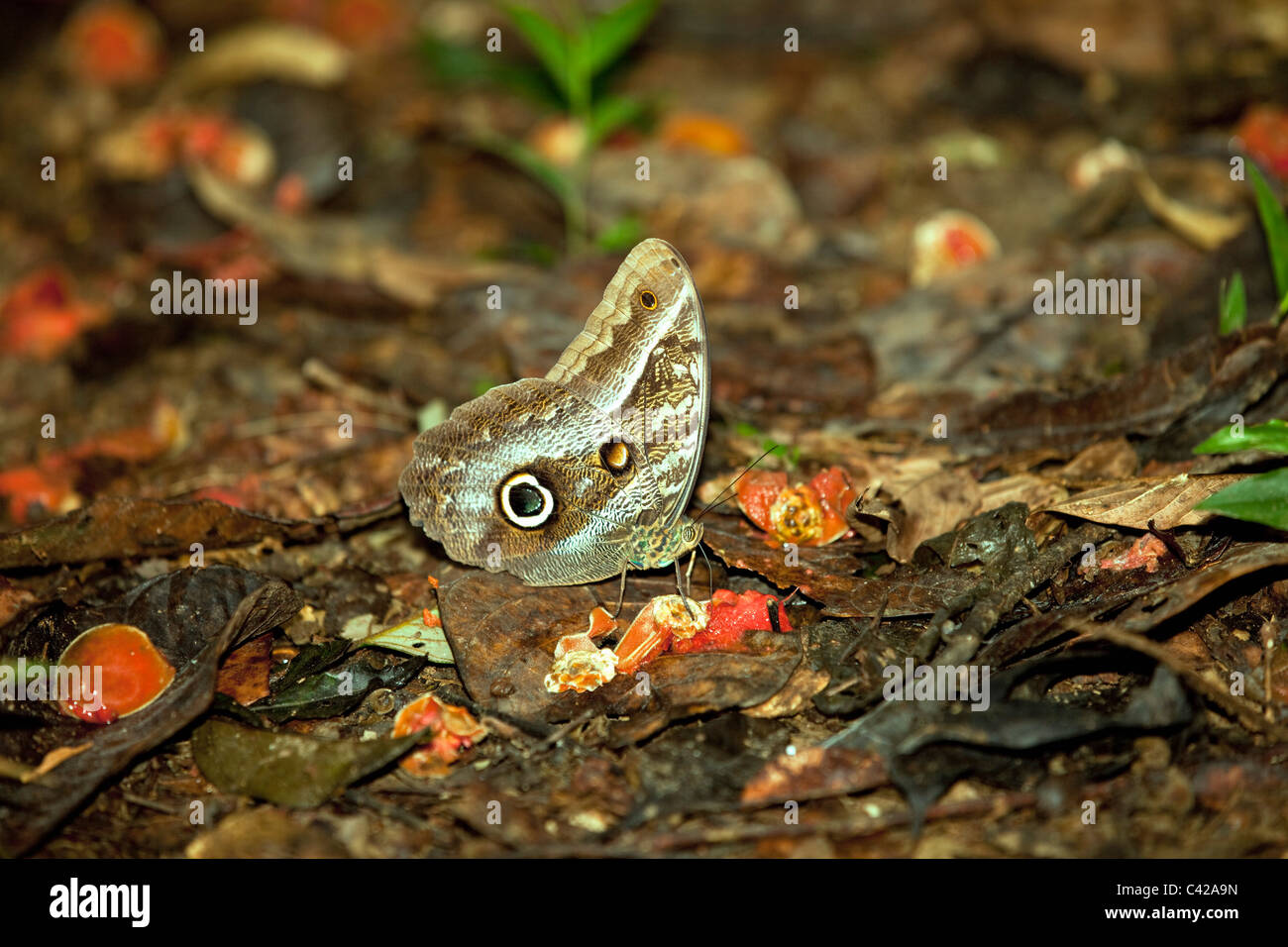 Perú, Cruz de Mayo, Parque Nacional Manu, montañas de Pantiacolla. Mariposa búho. ( Caligo Eurilochus ?) comer de fruta podrida. Foto de stock
