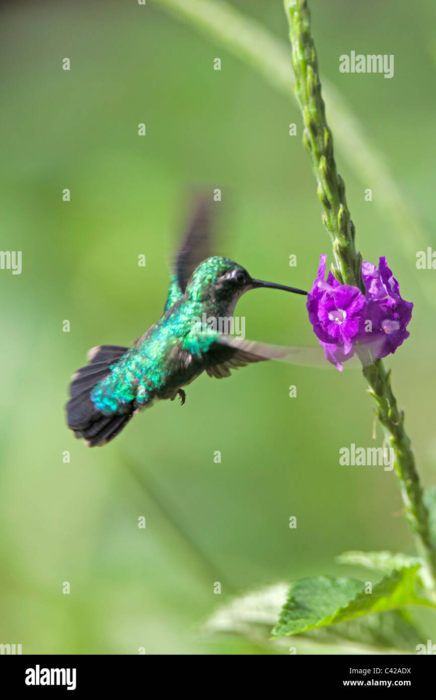 Perú, Cruz de Mayo, Parque Nacional Manu, montañas de Pantiacolla. Gris-breasted Sabrewing hummingbird (Campylopterus largipennis). Foto de stock