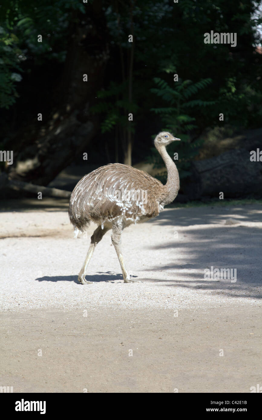 Patas de avestruz fotografías e imágenes de alta resolución - Alamy