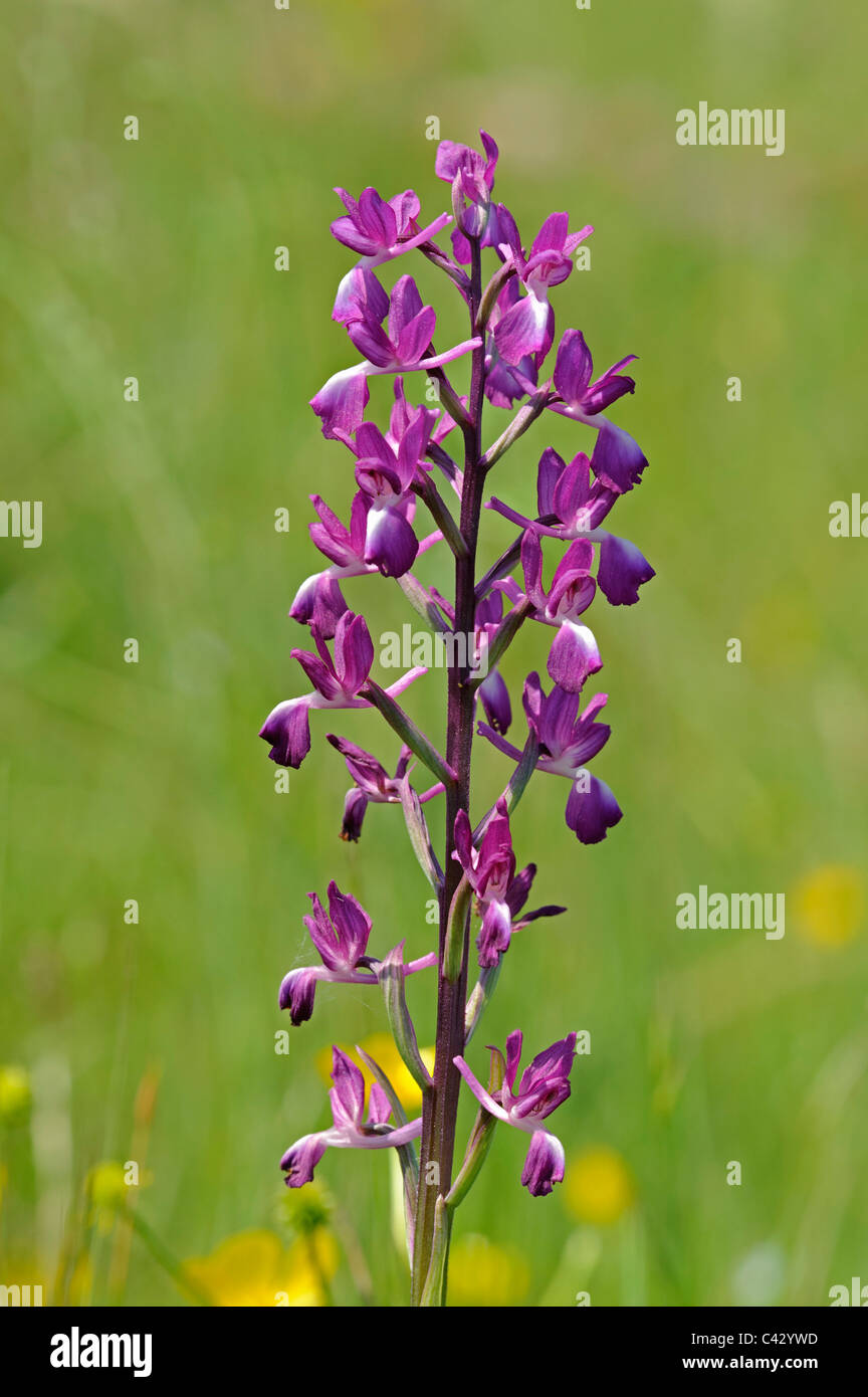 Suelto de flor (la Orquídea Anacamptis laxiflora) Cabeza floral Foto de stock