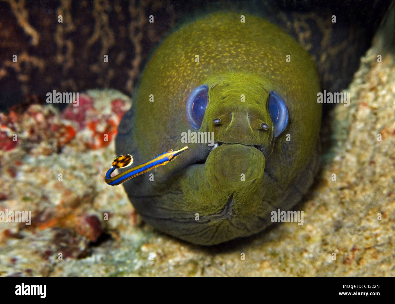 Morena con peces pequeños Fotografía de stock - Alamy