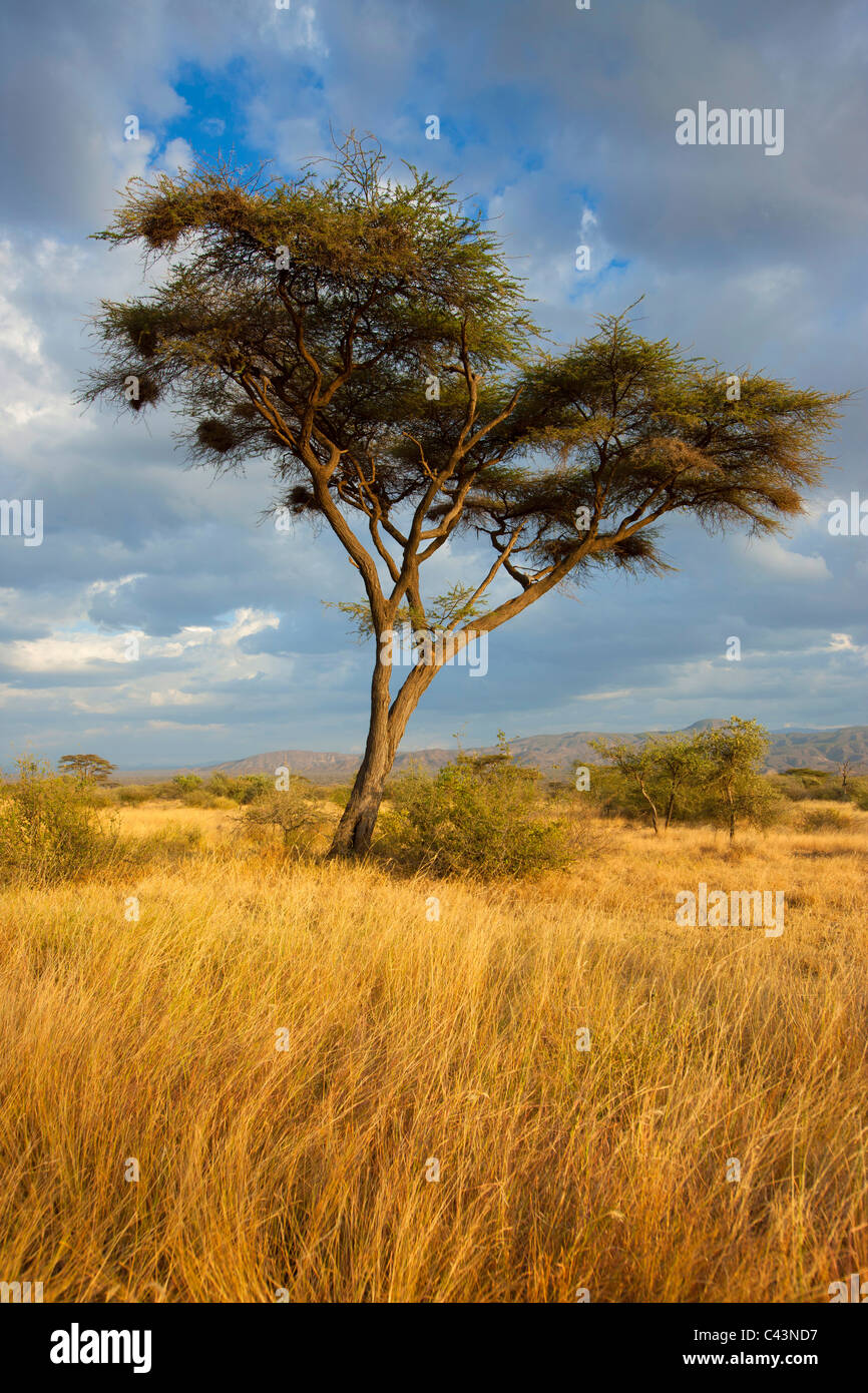 Parque Nacional Awash, Africa, Etiopía, sabana, hierba, árboles, acacia, nubes, luz del atardecer Foto de stock