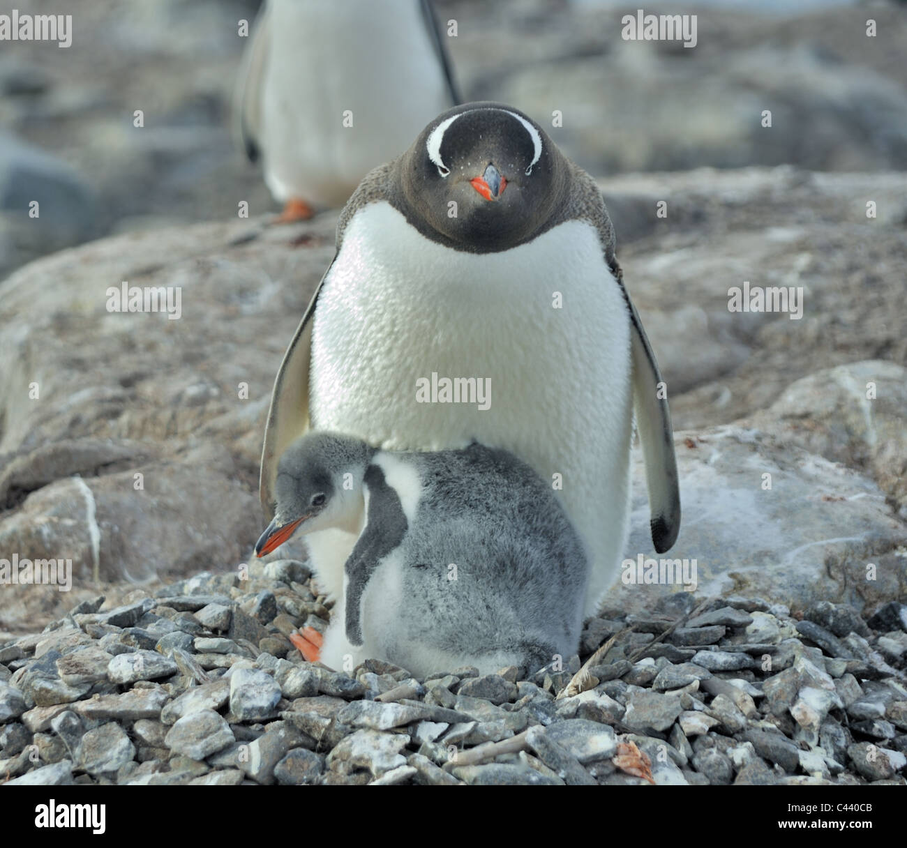 Pichones de pingüinos Gentoo con sus padres, en la Antártida. Foto de stock