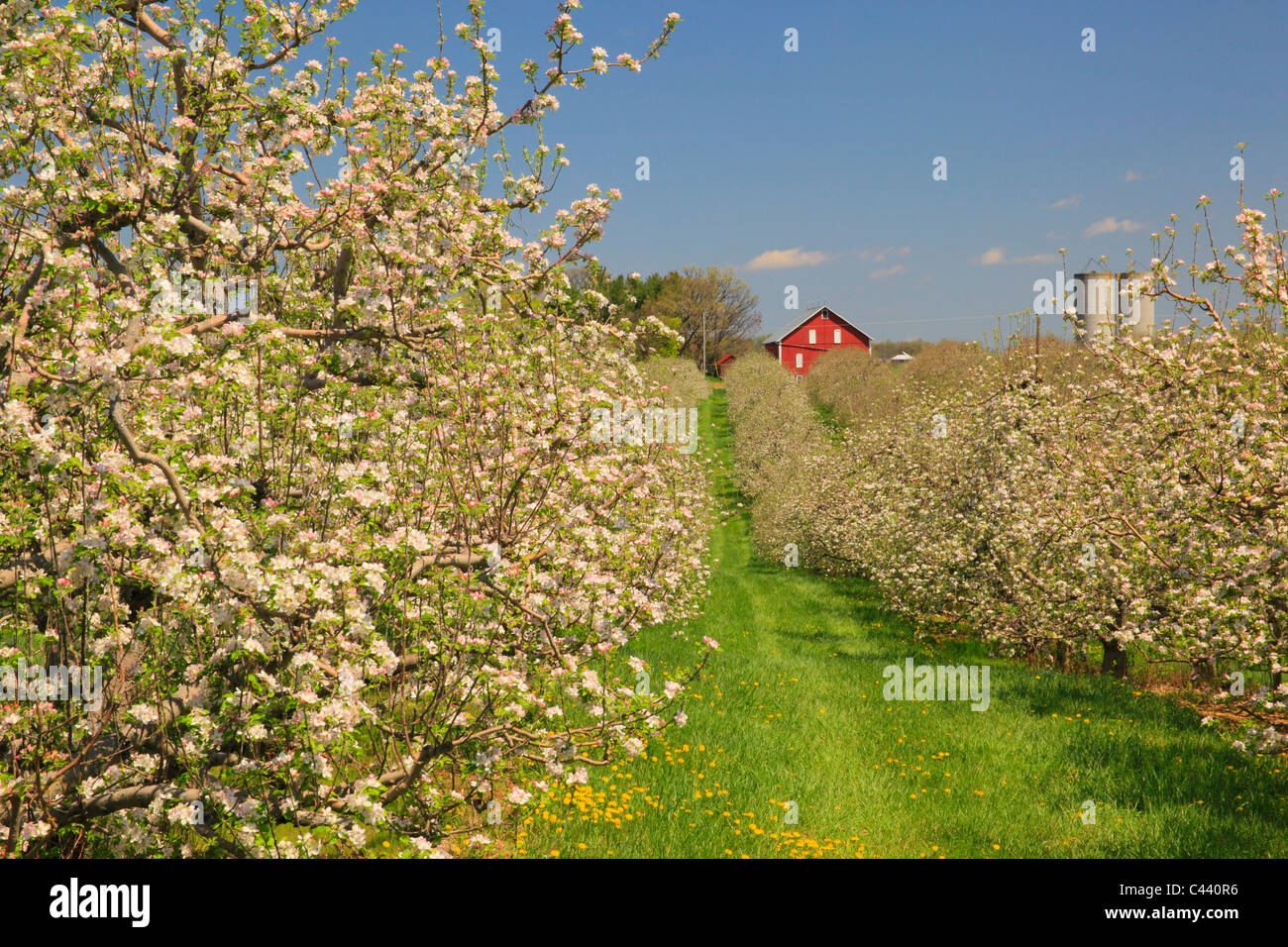 Apple Blossoms, Stephens City, Valle de Shenandoah, Virginia, EE.UU. Foto de stock