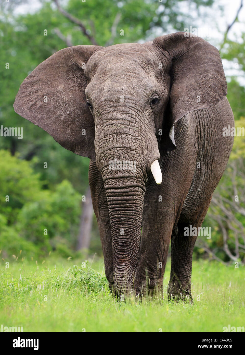 Elefante africano caminando sobre el pasto verde - Parque Nacional Kruger - Sudáfrica Foto de stock