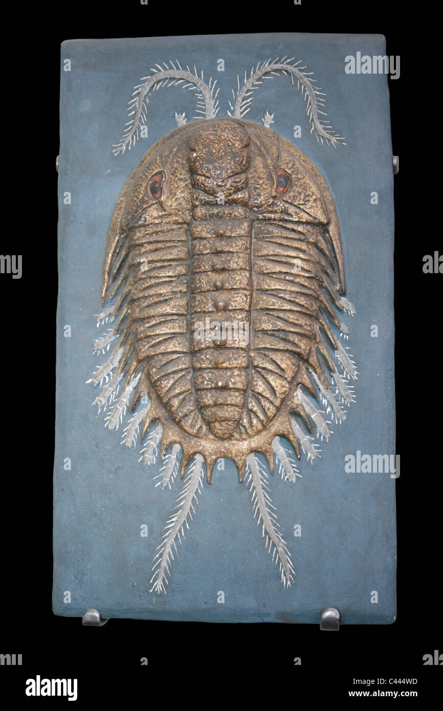 Modelo de superficie dorsal de los trilobites Olenoides serrato, Middle Cambrian, British Columbia, Canadá Foto de stock