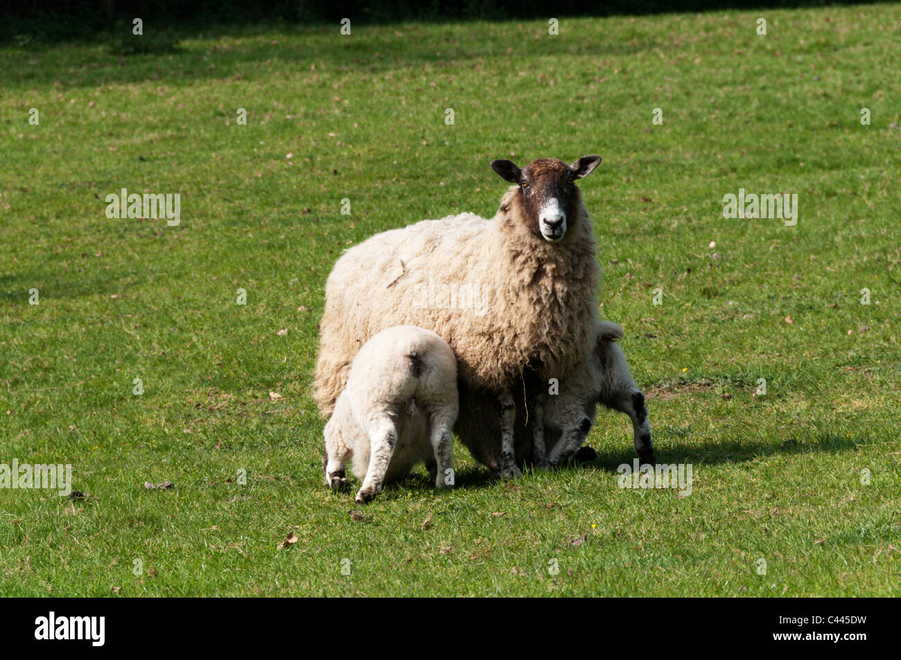 Alimentación de una oveja corderos gemelos Foto de stock