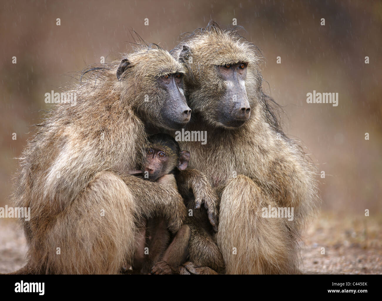 Dos adultos babuinos proteger un bebé caiga lluvia; el Parque Nacional Kruger, Sudáfrica Foto de stock