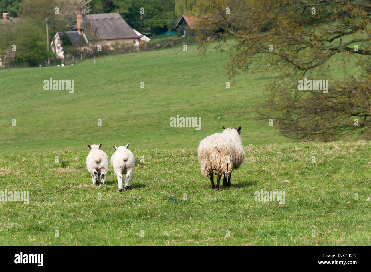 Una oveja con dos corderos en tierras de cultivo en Essex con una casita con techo de paja en el fondo. Foto de stock