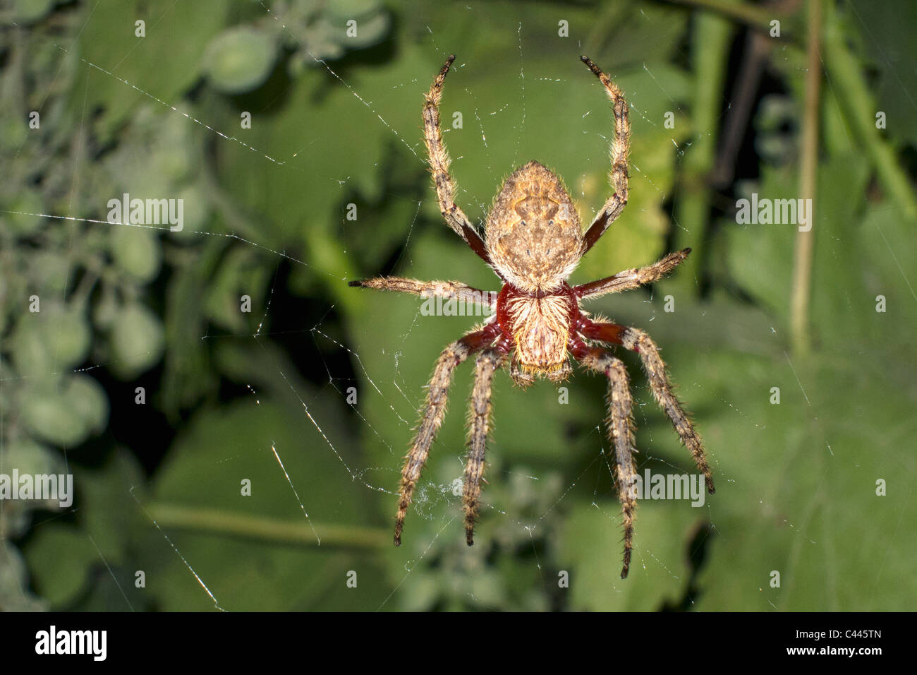 Un Orb en un web spider Foto de stock
