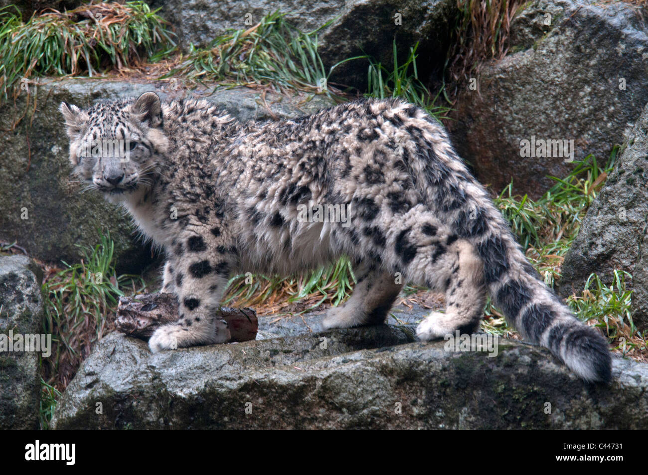 Snow Leopard, Uncia uncia, leopardo, animal, Retrato Foto de stock