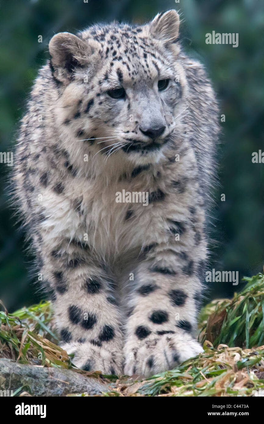 Snow Leopard, Uncia uncia, leopardo, animal, Retrato Foto de stock