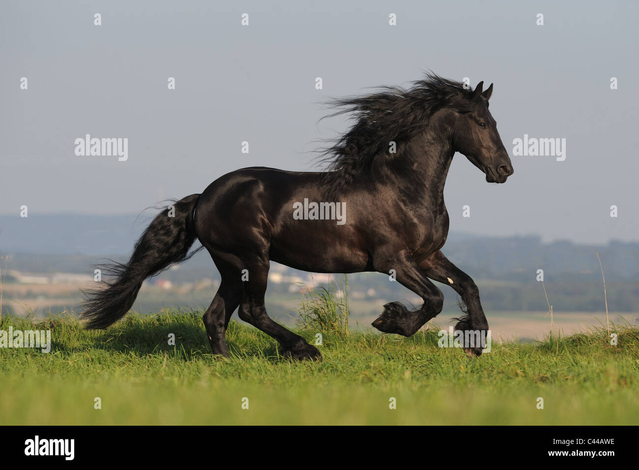 Friesian caballo (Equus ferus caballus). Semental en un galope en una pradera. Foto de stock