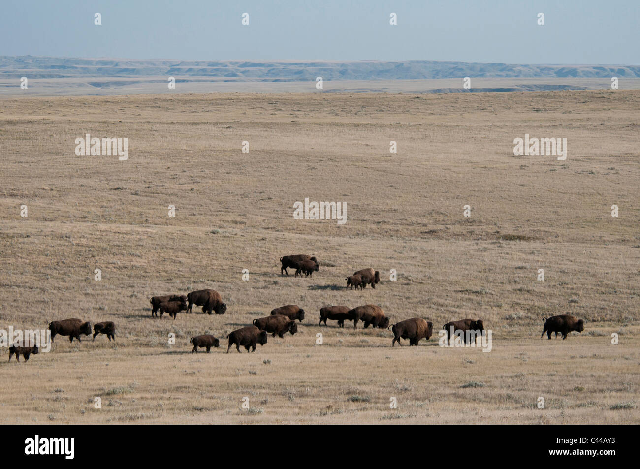 Llanuras bison, bloque occidental, praderas National Park, el sur de Saskatchewan, Canadá, Norteamérica, bisontes, animal, grupo, rebaño Foto de stock