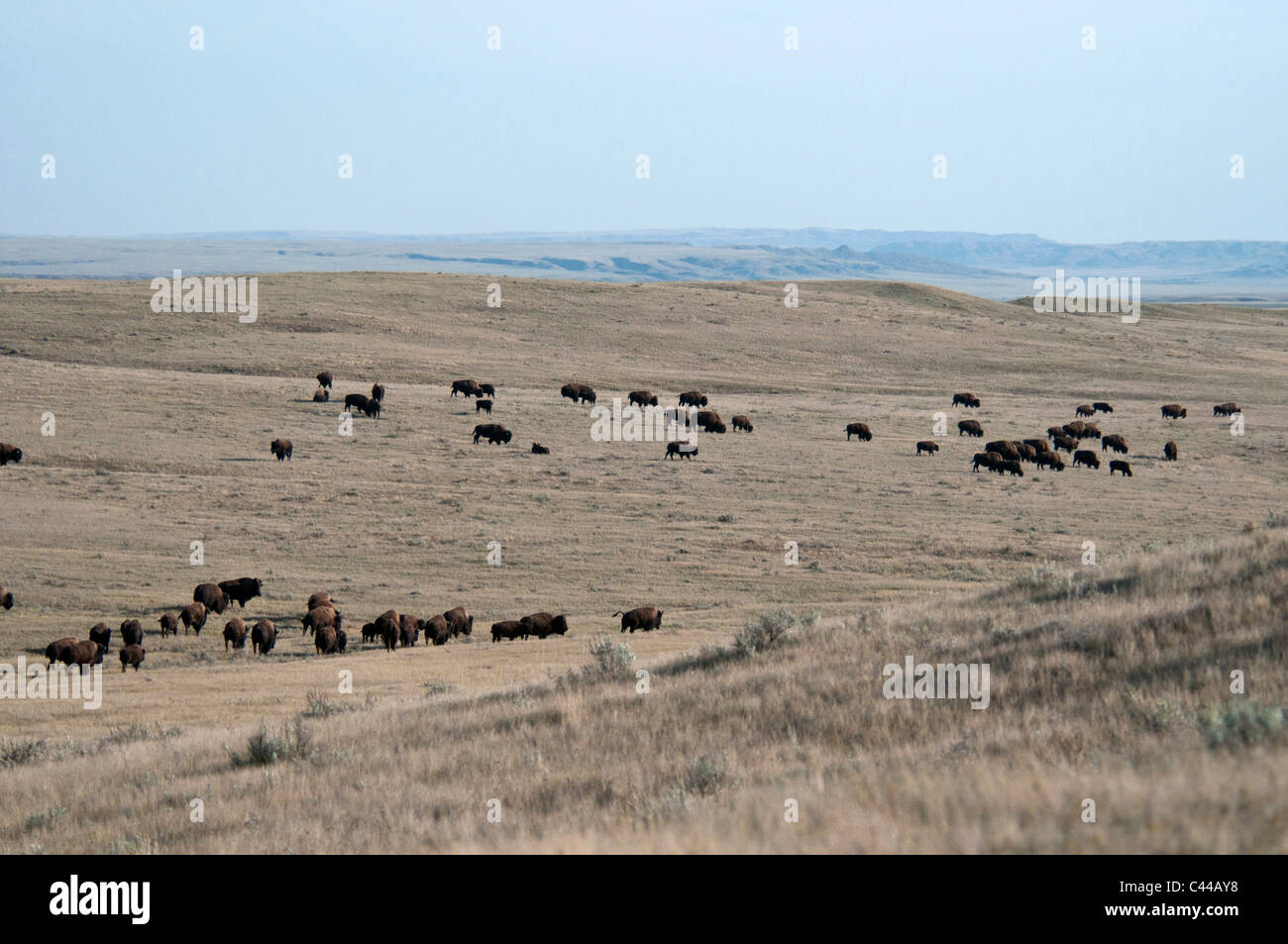 Llanuras bison, bloque occidental, praderas National Park, el sur de Saskatchewan, Canadá, Norteamérica, bisontes, animal, grupo, rebaño Foto de stock
