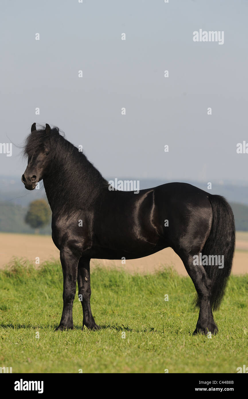 Friesian caballo (Equus ferus caballus). Semental de pie en una pradera. Foto de stock