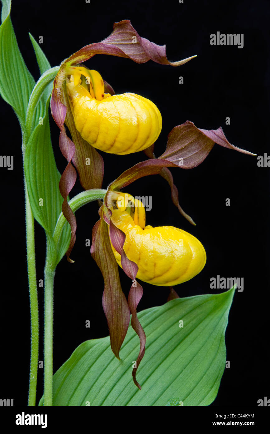 Lady's grande amarillo-Zapatilla Orquídea Cypripedium calceolus variedad pubescens Michigan, EE.UU. Foto de stock