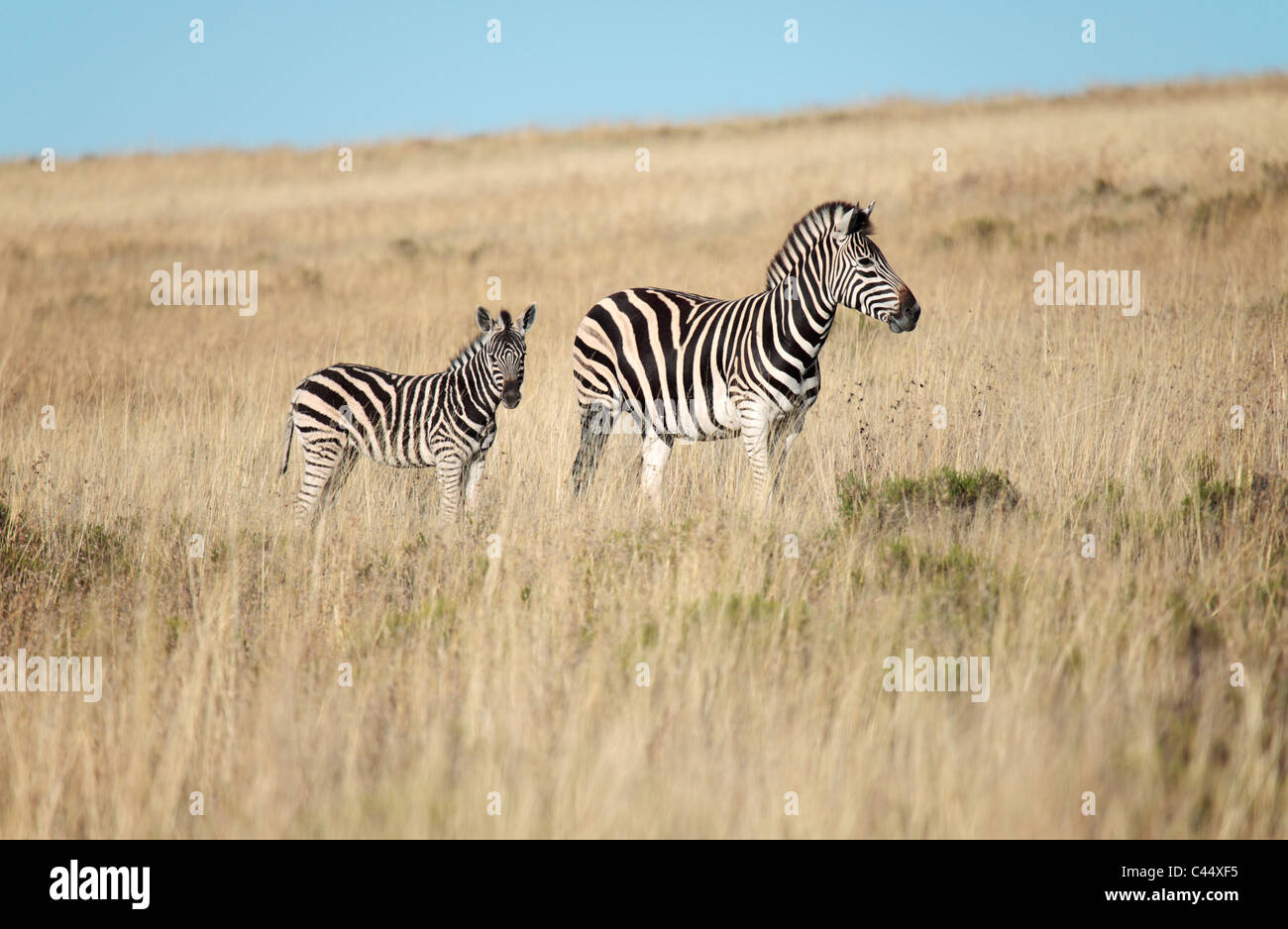 Llanuras (Equus zebra), Sudáfrica quaggai Foto de stock