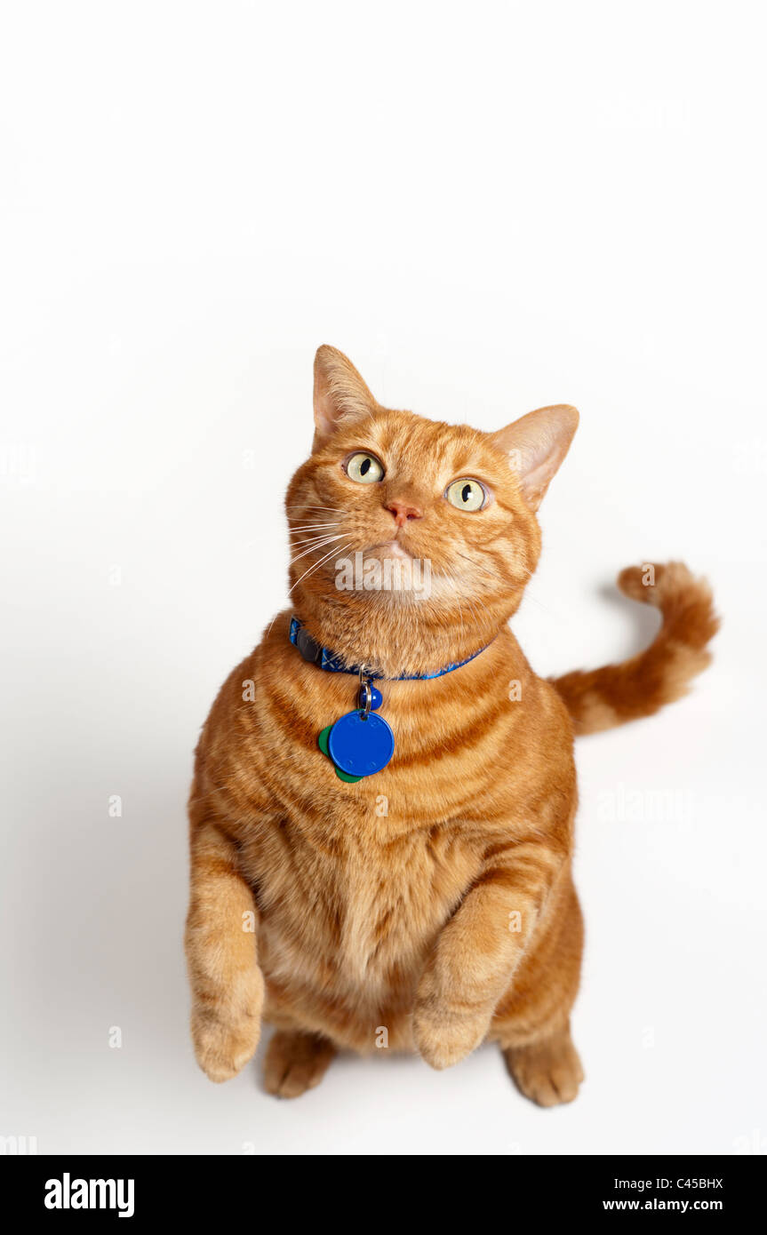 Un obeso gato atigrado rojo de pie y la mendicidad. Foto de stock
