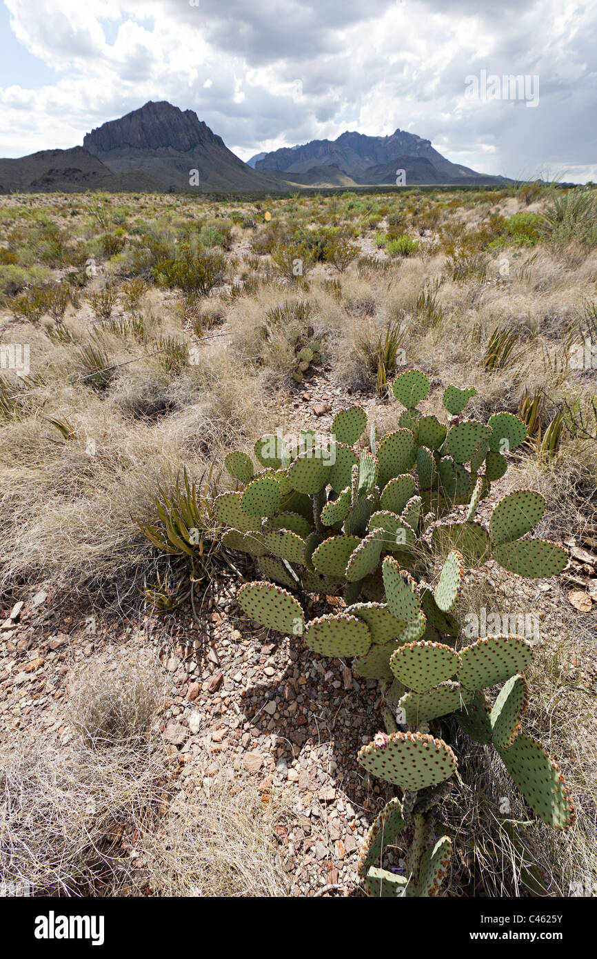 Prickly pear cactus Opuntia spp Chihuahuan Desert el Parque Nacional Big Bend, Texas, EE.UU. Foto de stock