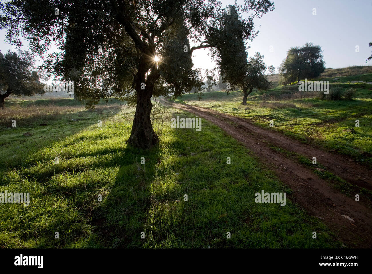 Fotografía de una arboleda en Galilea. Foto de stock