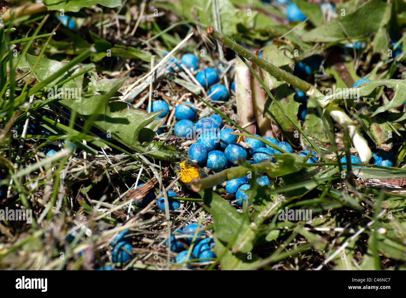 Derramado recubierto de semillas de soja en azul fungicida(?). Foto de stock