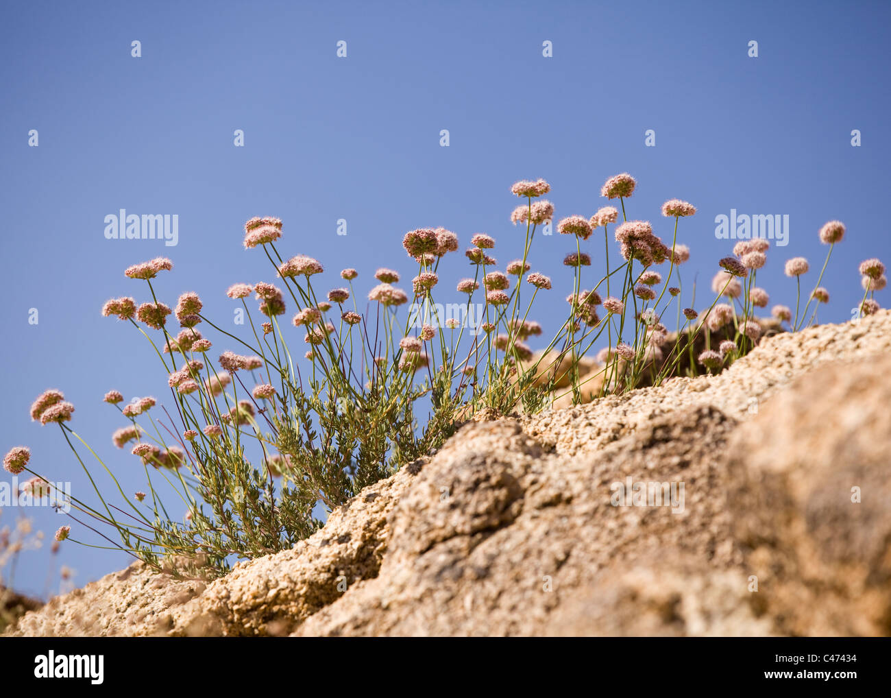 California alforfón (Eriogonum fasciculatum) que crecen en el desierto de Mojave, California, EE.UU. Foto de stock