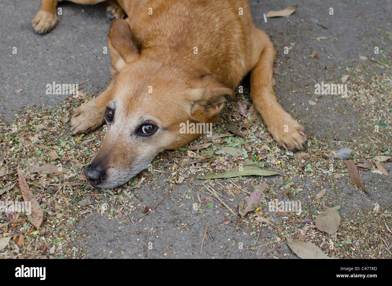 Un perro tumbado. Foto de stock