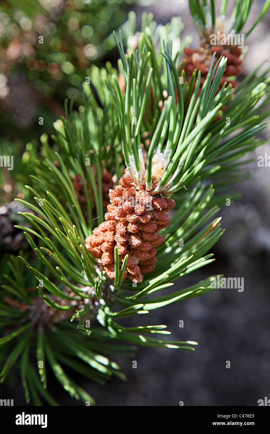 Negro o Mountain Pine Pinus uncinata jóvenes agujas y conos desarrollo de Andorra Foto de stock