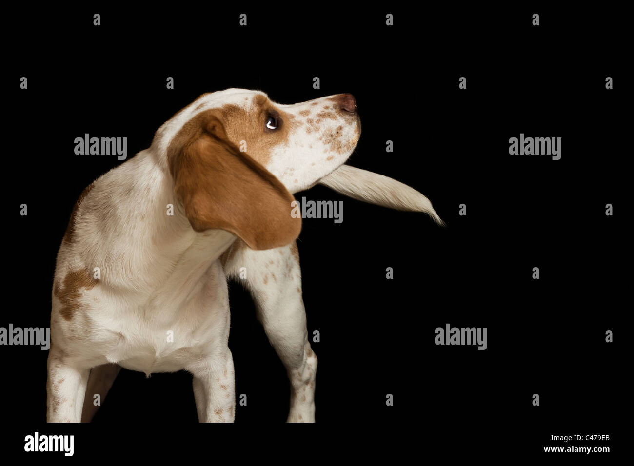 Retrato de cachorros beagle Foto de stock