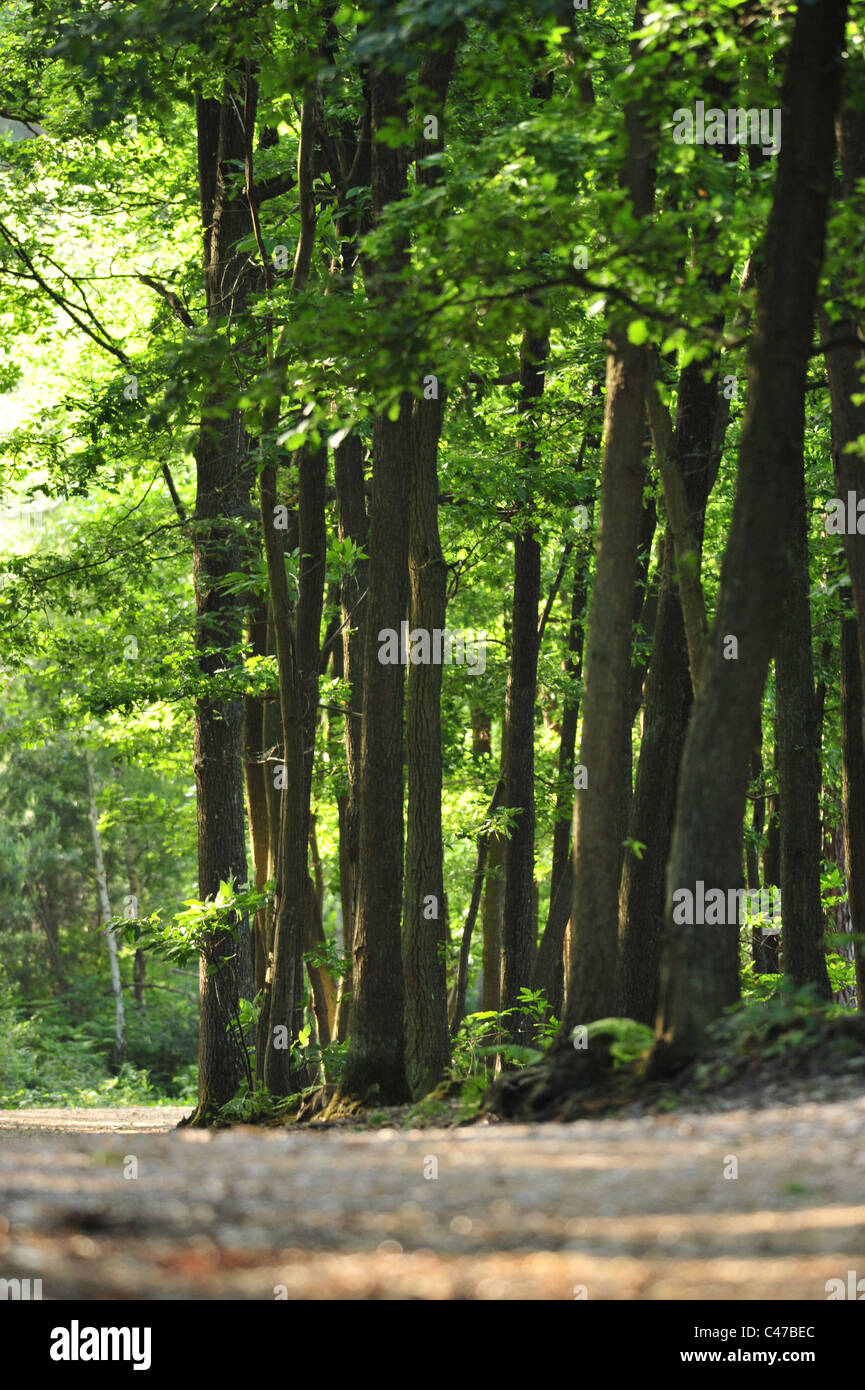 Francia, Maurepas, Yvelines, madera de bosques Foto de stock