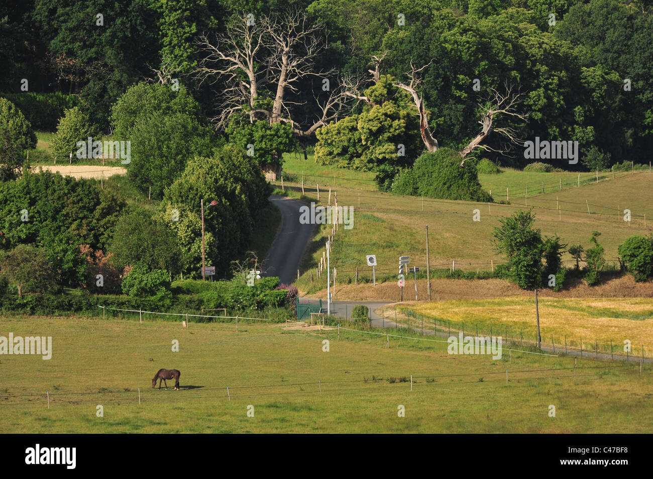 Francia, Maurepas, Yvelines, madera de bosques Foto de stock