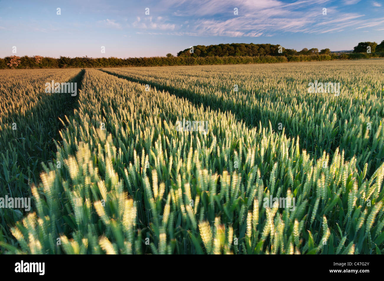 El cultivo de trigo en un campo cercano Wysall, Nottinghamshire, junio de 2011. Foto de stock