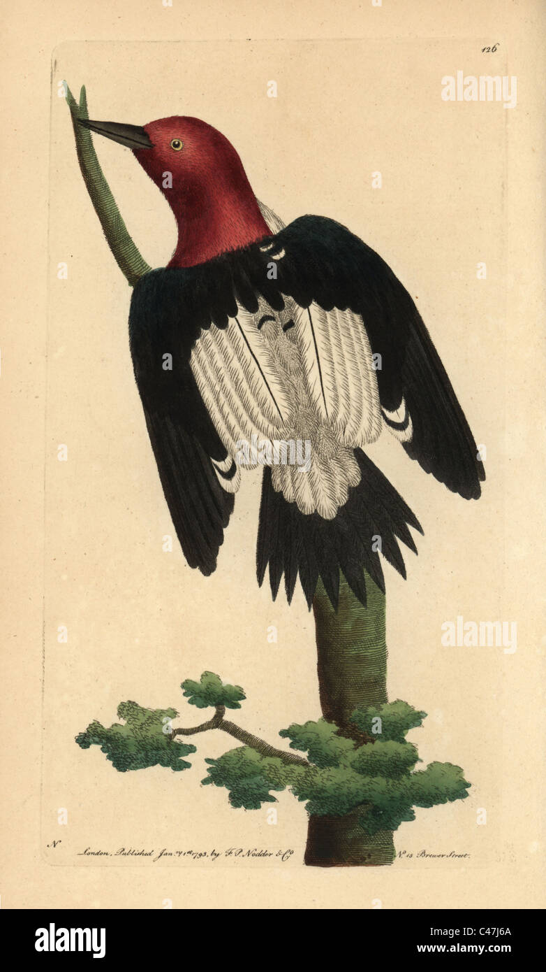 Pájaro carpintero de cabeza roja, Melanerpes erythrocephalus. Foto de stock