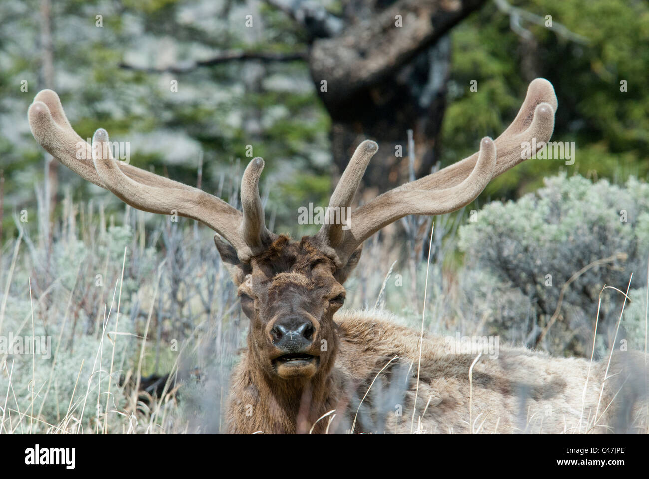 Rocky Mountain bull elk (Cervus canadensis) con cuernos de terciopelo en el Parque Nacional de Yellowstone, EE.UU. Foto de stock