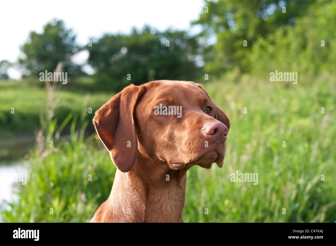 Un primer plano la foto de un perro de raza Vizsla en un campo. Foto de stock