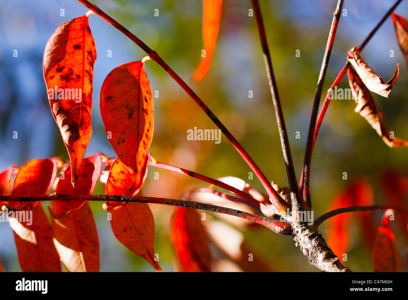 Llamativos colores de las hojas en otoño de sol. Foto de stock