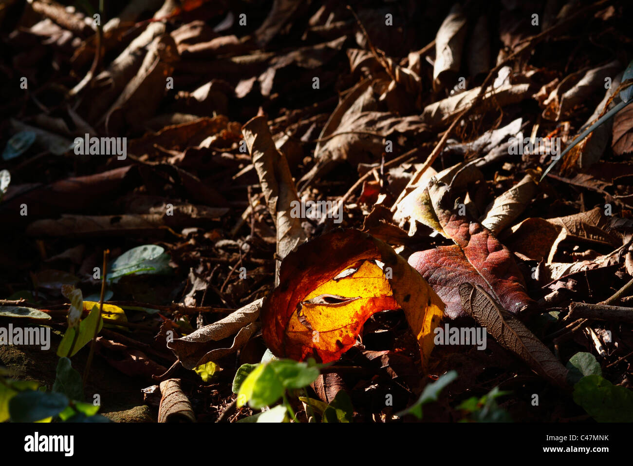 Vibrantes colores y texturas de las hojas de otoño decadente. Foto de stock