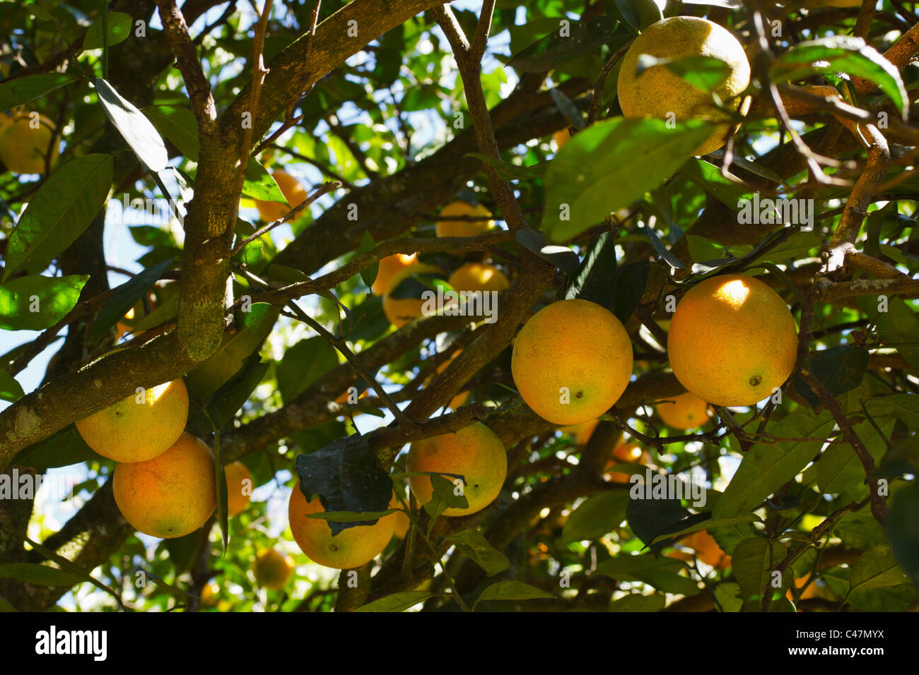 Maduración de las naranjas en un árbol. Retroiluminado. Foto de stock