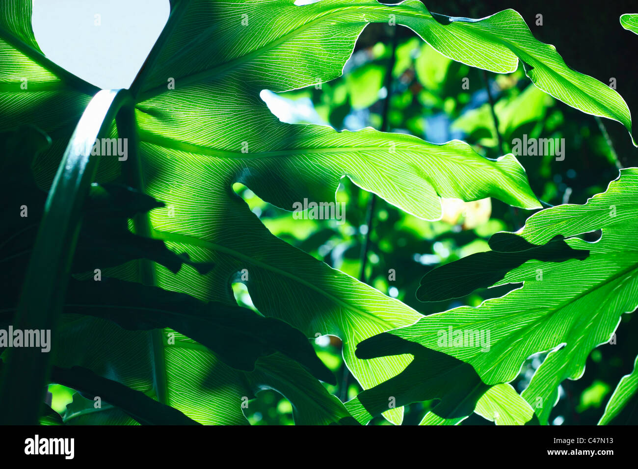 Resumen de hojas de filodendro retroiluminado en alto contraste destacando la red de venas en la hoja. Familia: Araceae, Género: Foto de stock