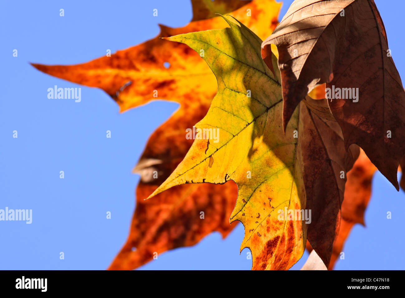 Resumen de los llamativos colores de las hojas en otoño de sol. Foto de stock