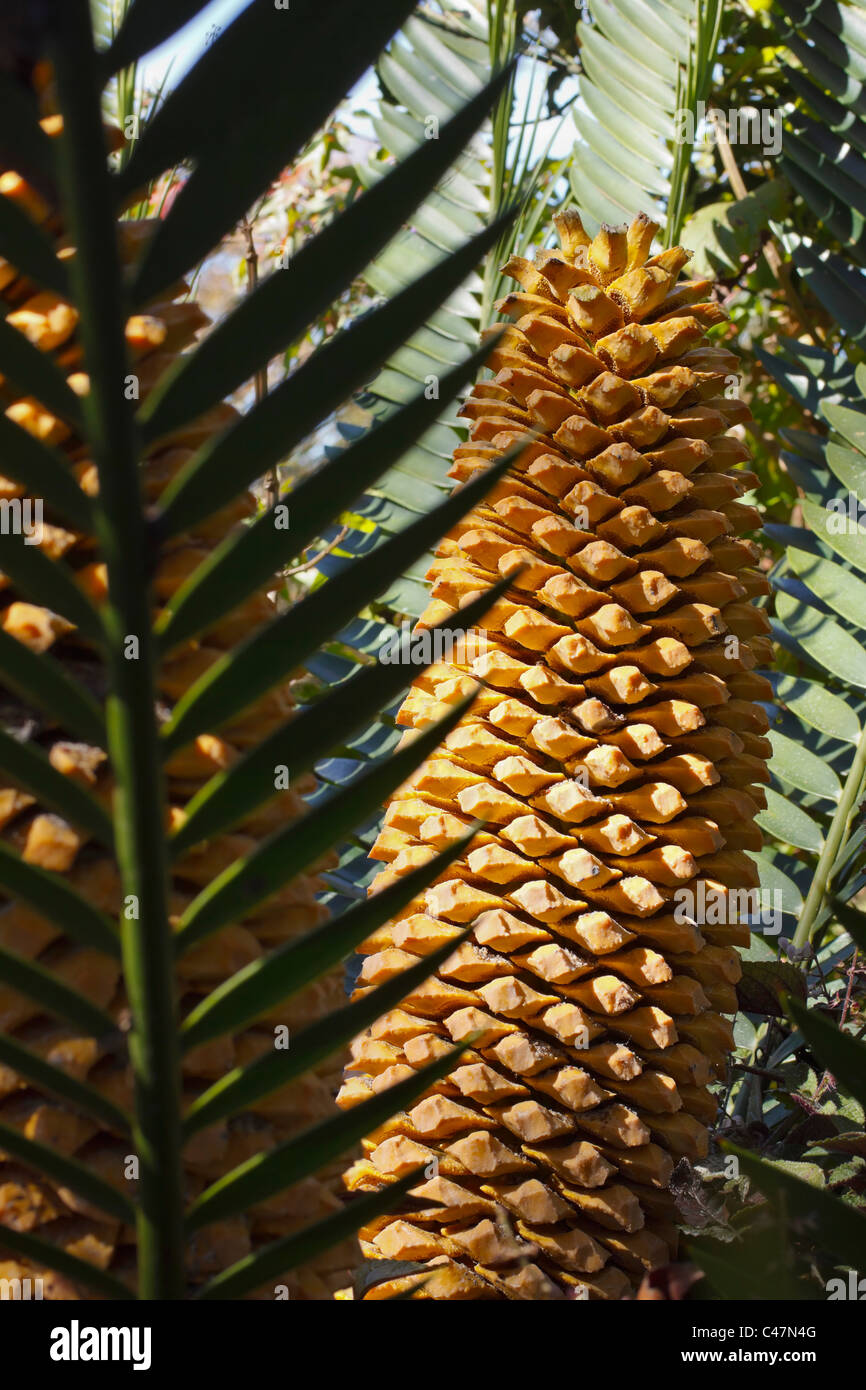 El gran cono amarillo de una cícada. Orden: Cycadales, Familia: Cycadaceae. Sudáfrica. Foto de stock