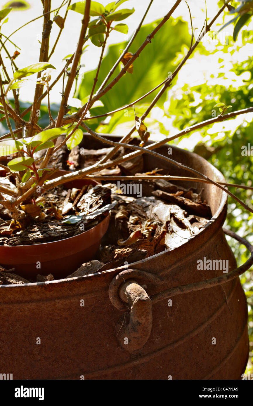 Una fundición de hierro oxidado, olla de tres patas usadas como una  sembradora para una maceta. Retroiluminado. Enfoque en primer plano  Fotografía de stock - Alamy