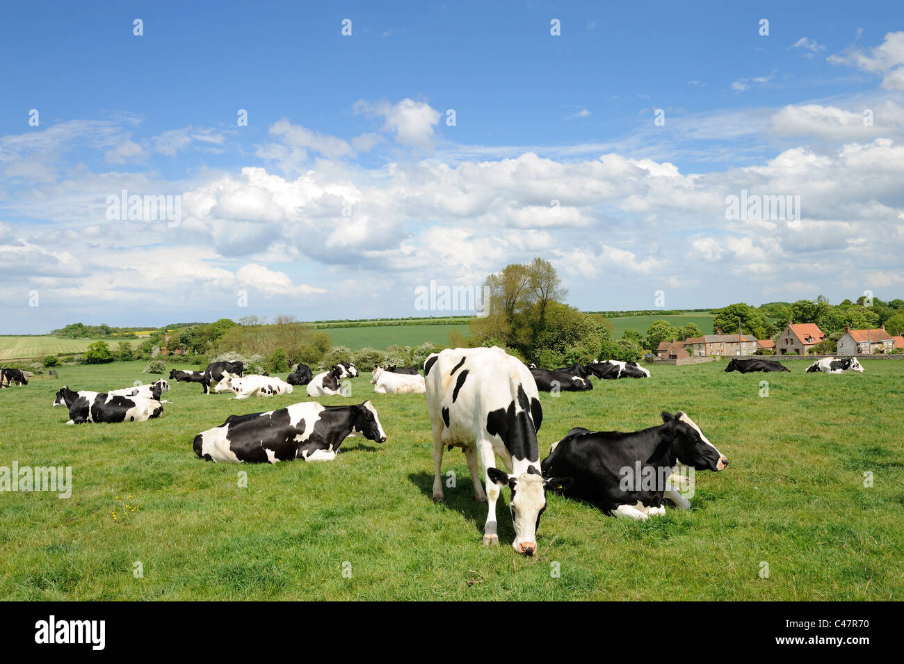 Vacas lecheras en pasto, Norfolk, REINO UNIDO Foto de stock