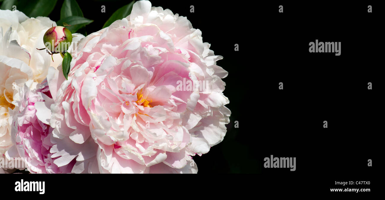 Blanco rojo rosa peonía paeonia suffruticosa asia fondo negro oscuro pfingstrose peony whitmonday whitmon whit rosa rosa vegetal u Foto de stock