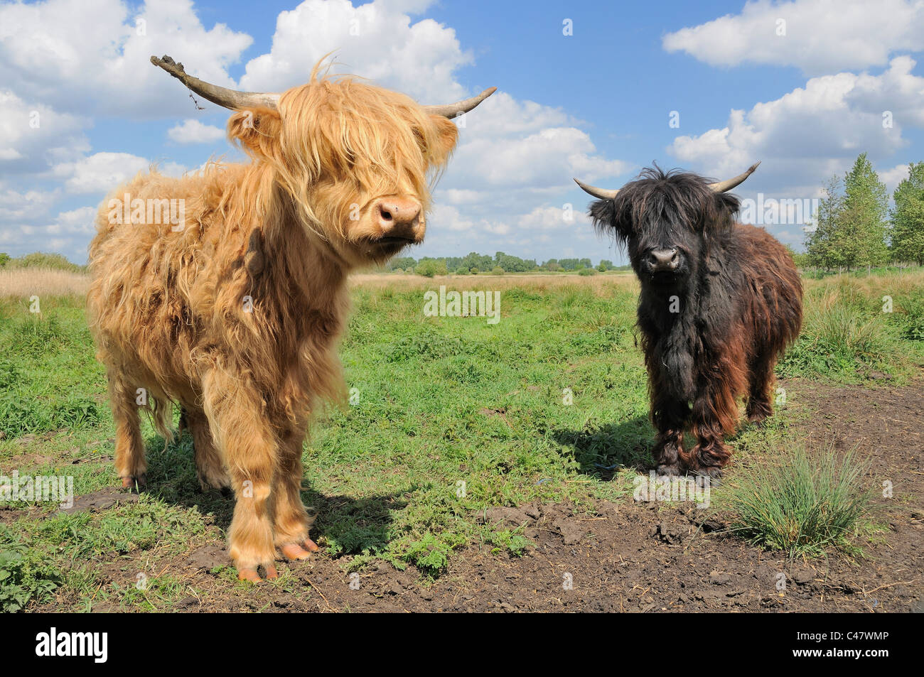 Highland ganado, becerros en pastizales, Suffolk, Inglaterra, Mayo Foto de stock