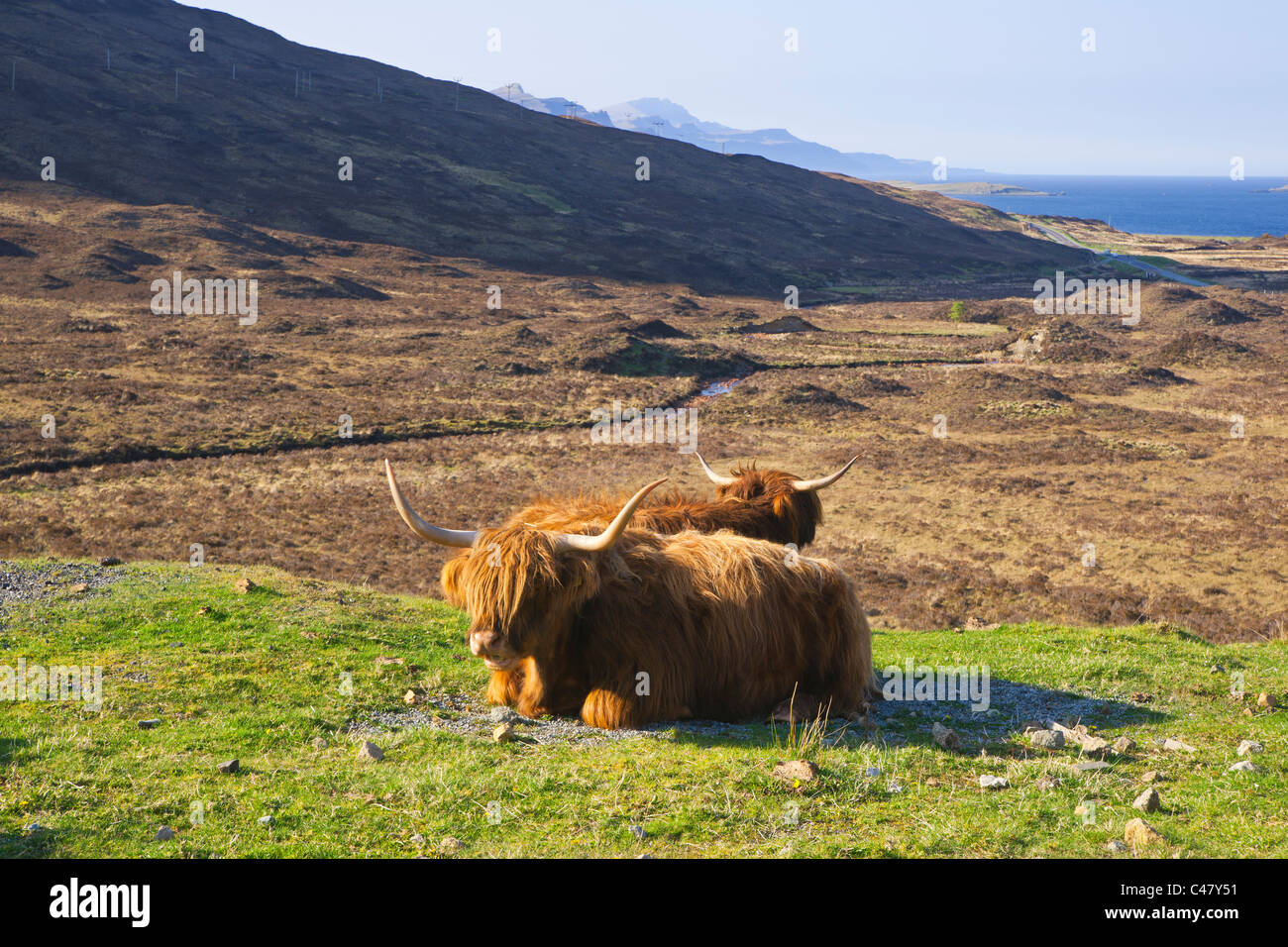 Highland vacas, Cuillins, Isla de Skye, la región de tierras altas, Escocia Foto de stock